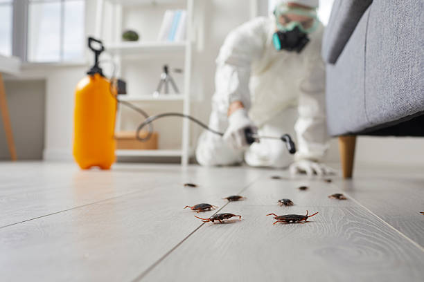 Commercial Rodent Management in Bystrom